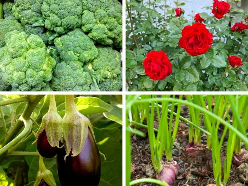 Broccoli, Roses, Eggplants and Shallots - Featured image for "What to plant with thyme" post.