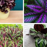 Plants with green and purple leaves.