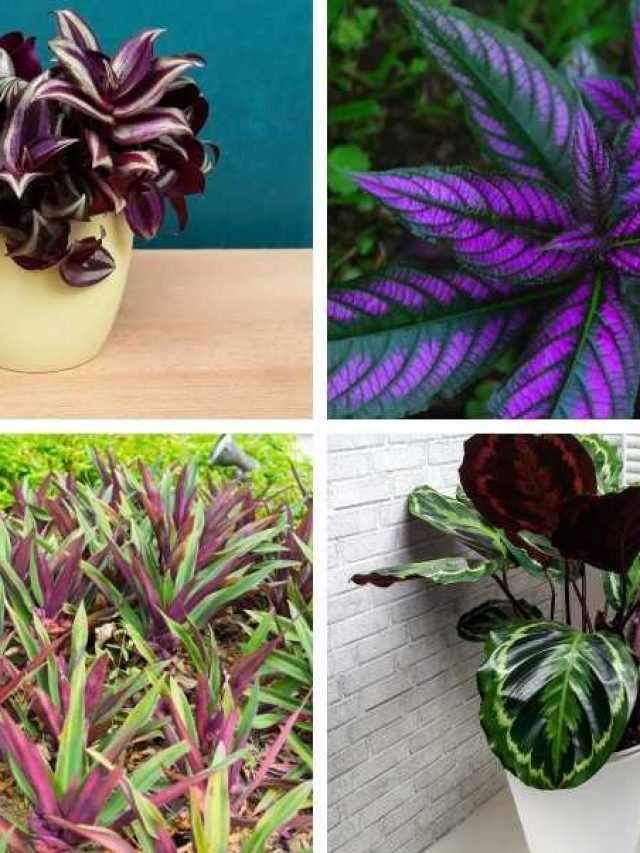 7 Plants with Purple and Green Leaves
