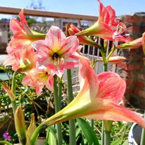 Amaryllis