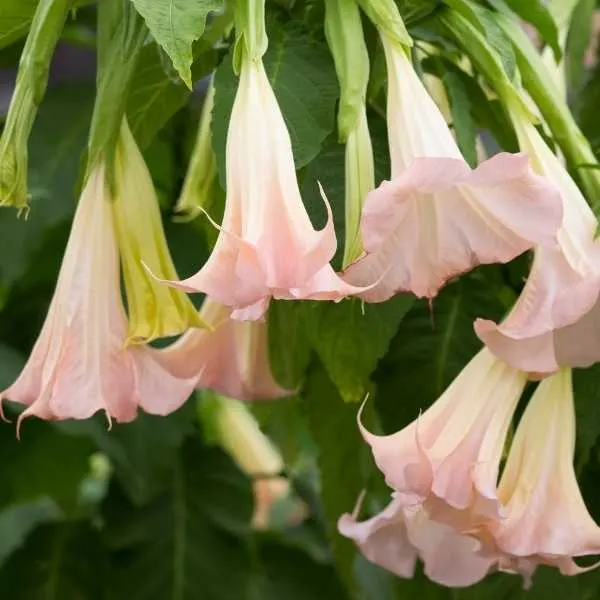 Angel's Trumpet