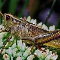 A grasshopper on a plant - one of the bad garden bugs