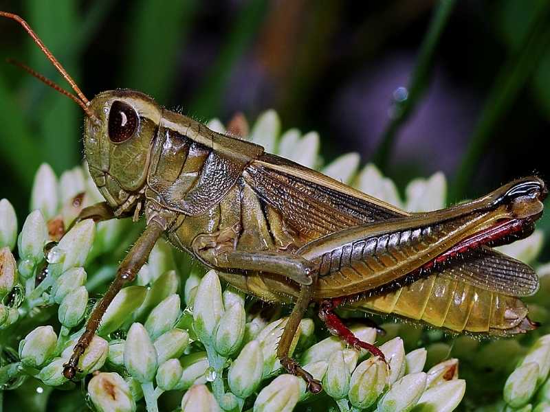 A grasshopper on a plant - one of the bad garden bugs