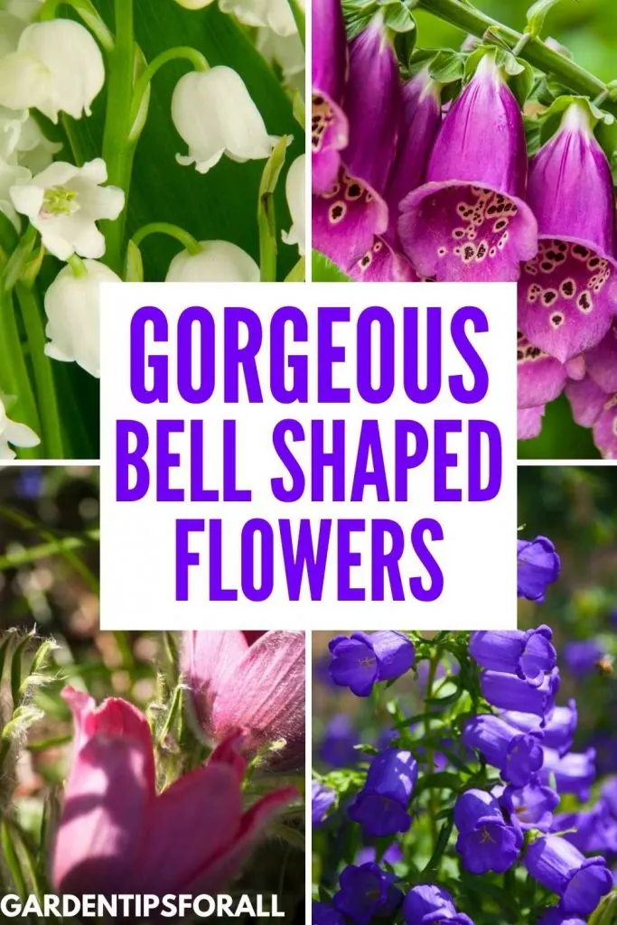 Bell shaped flowers