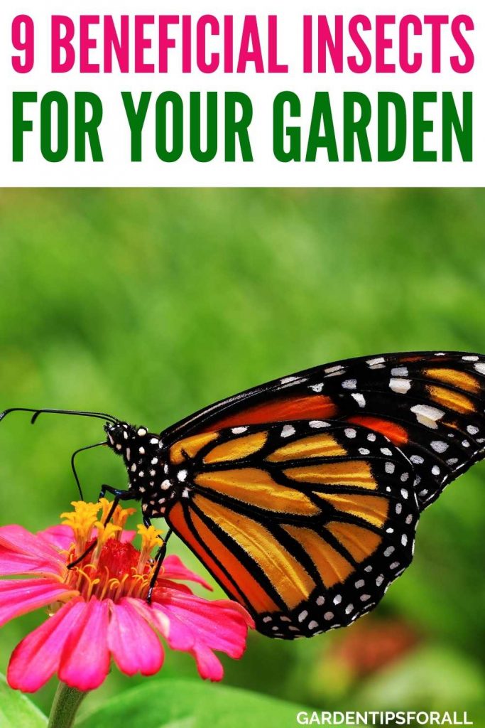Butterfly on a flower with text that says, "Beneficial insects for your garden".