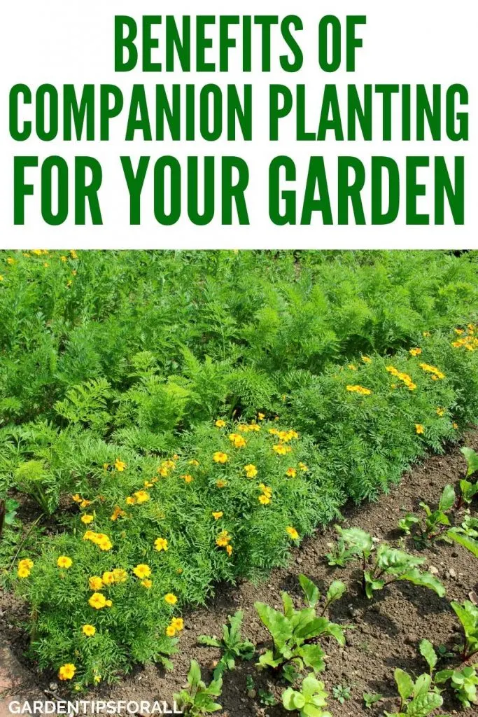 Different types of plants interplanted with text that says, "Benefits of companion planting".