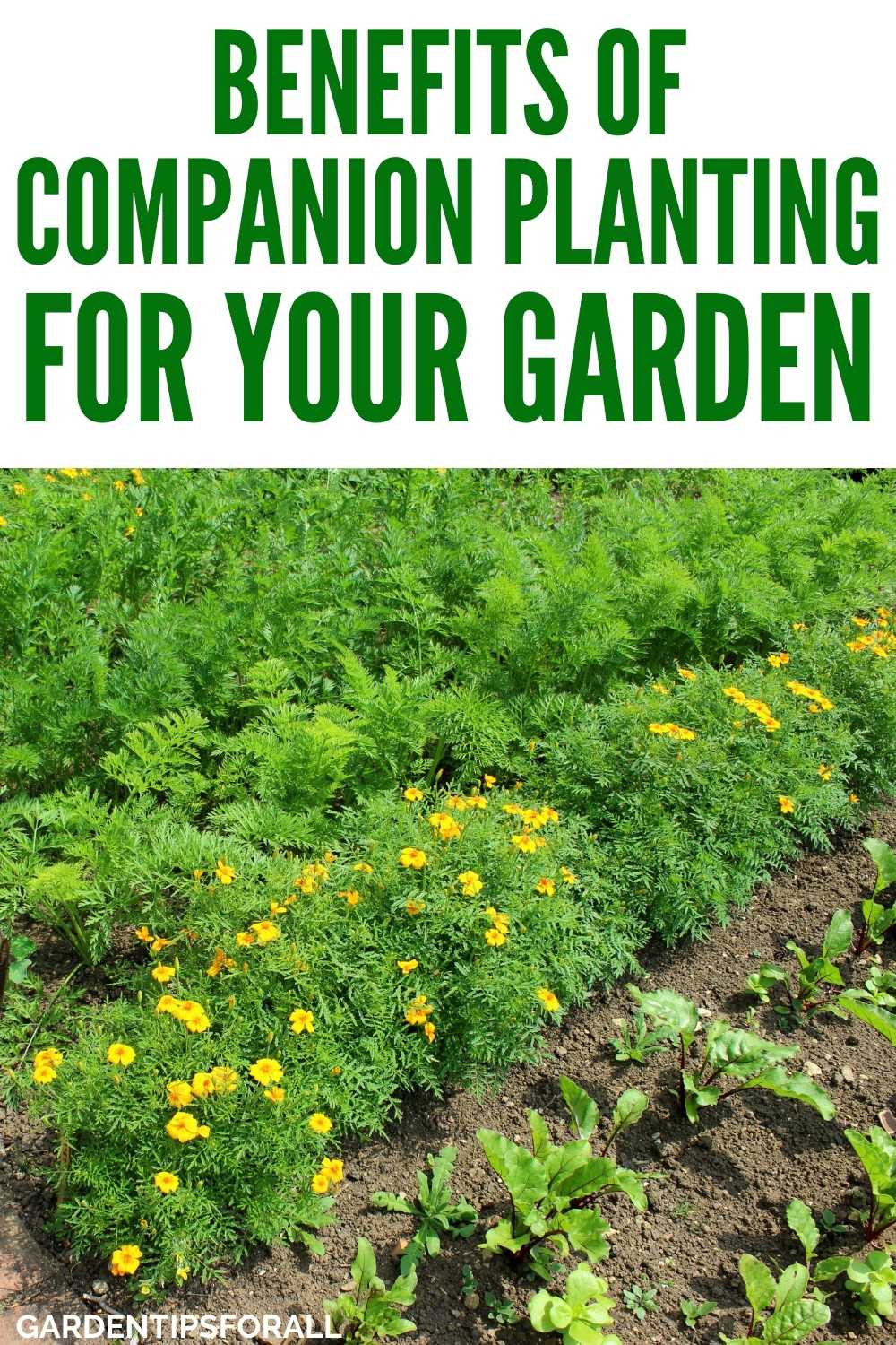 5 Companion Planting Benefits for Your Garden