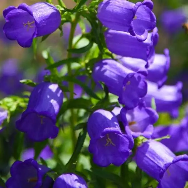 Canterbury Bells