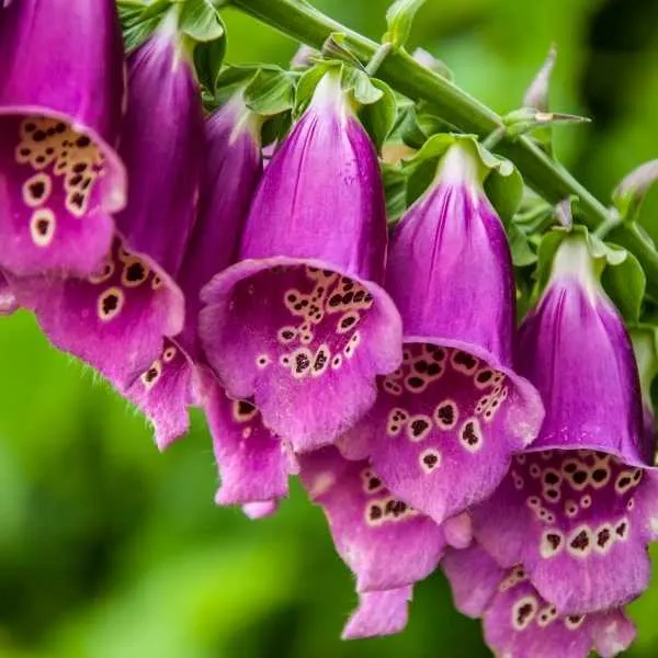 Common Foxglove are flower that look like upside down bells