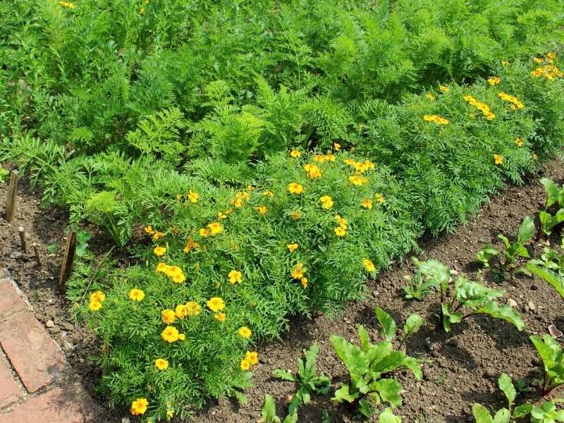 Different plants planted together - Featured images for "Companion planting benefits".