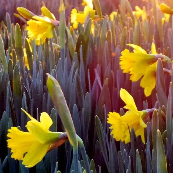 Yellow Daffodils are one of the flowers shaped like bells