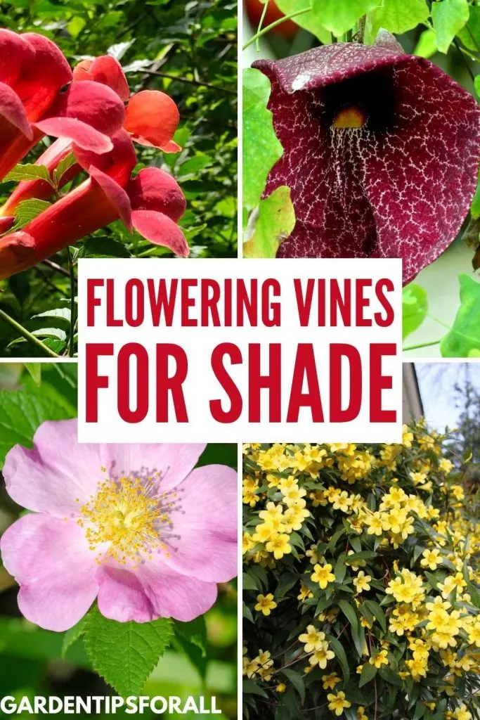 Flowering vines for shade