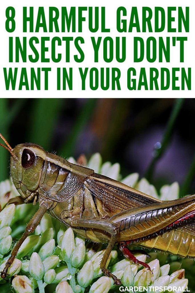 Grasshopper on a flower with text that says, "Harmful garden insects you don't want in your garden".