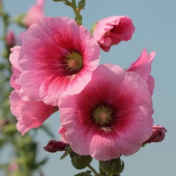 Hollyhocks