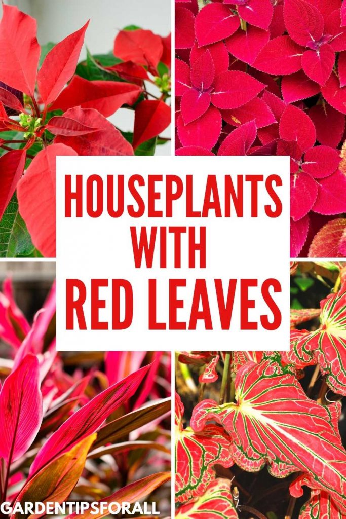 Houseplants with red leaves