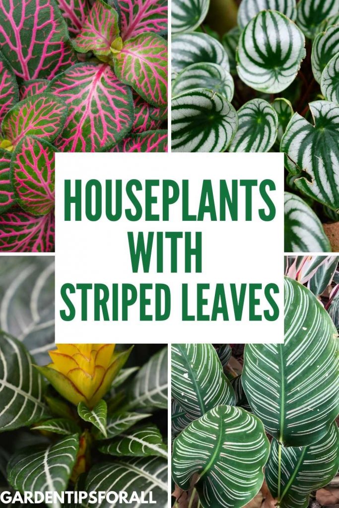 Houseplants with striped leaves
