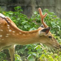 A deer in a garden - Featured image for 