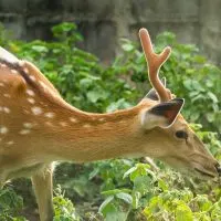 A deer in a garden - Featured image for 
