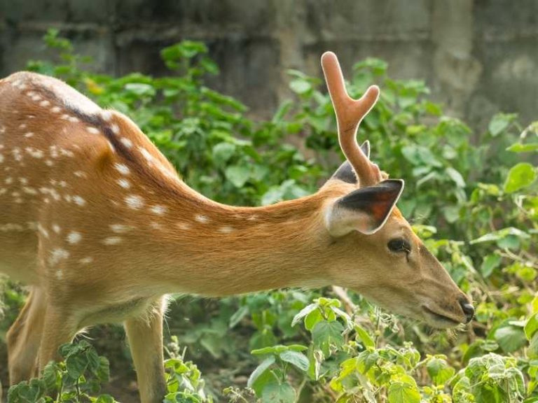 How to Keep Deer from Eating Your Plants 6 Simple Ways