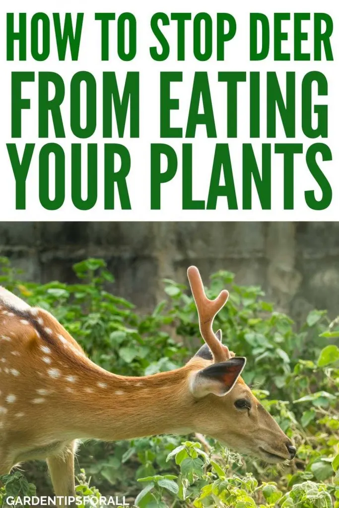 A deer looking at crops in a garden with text that says, "How to stop deer from eating your plants".