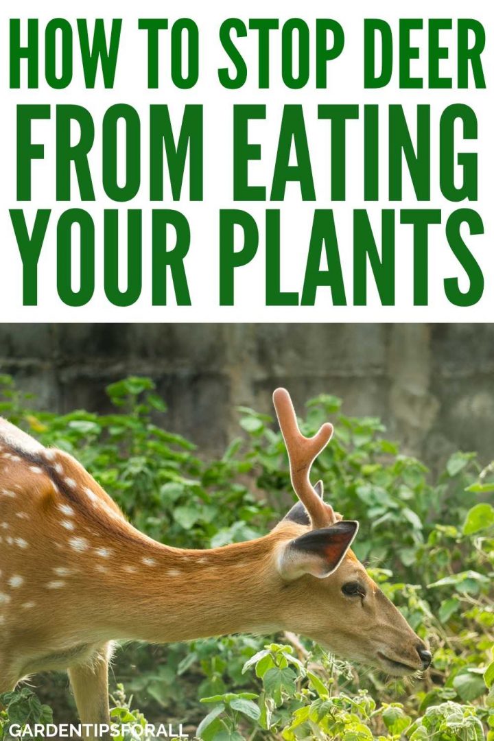 How to Keep Deer from Eating Your Plants 6 Simple Ways