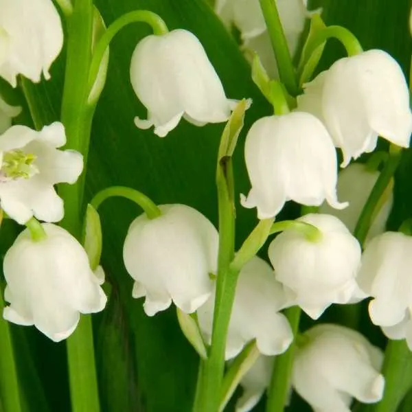 Lily of the Valley