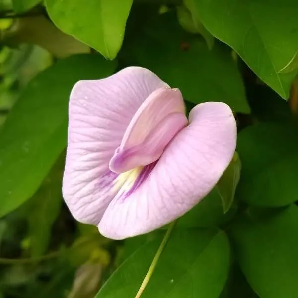 Spurred Butterfly Pea Vine