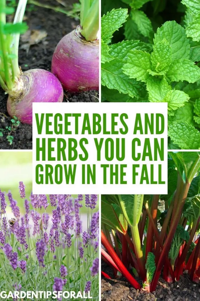 Vegetables and herbs you can plant in the fall