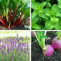 Vegetables and herbs to plant in fall