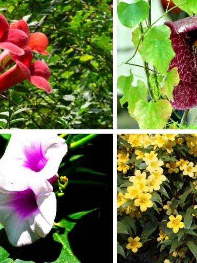 7 Colorful Flowering Vines for Shade