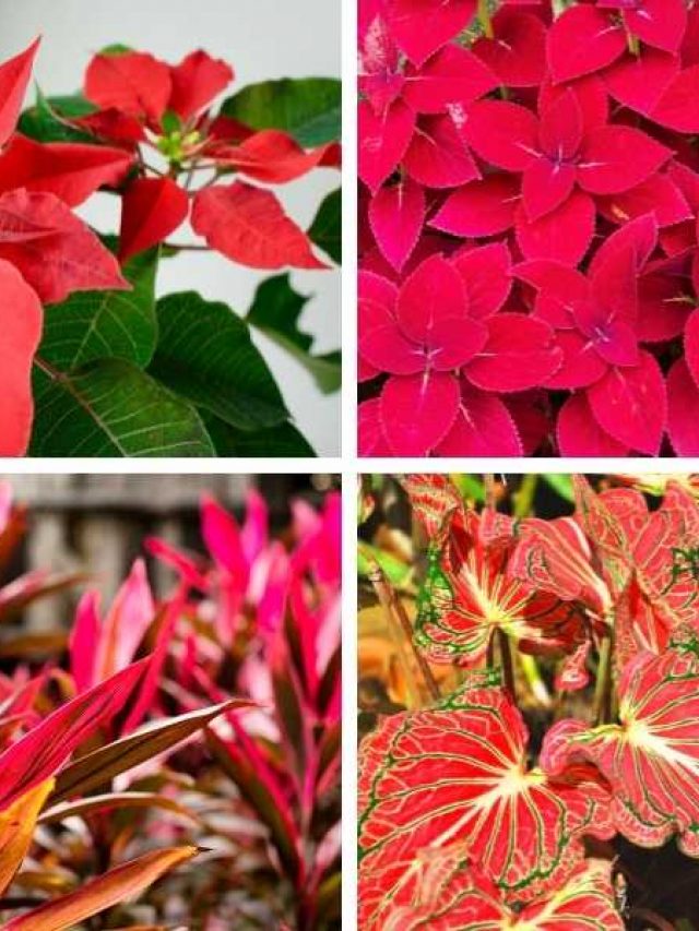 8 Bold Red Leaf Indoor Plants