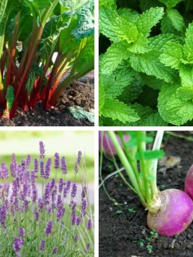 Best Vegtables to plant in Fall