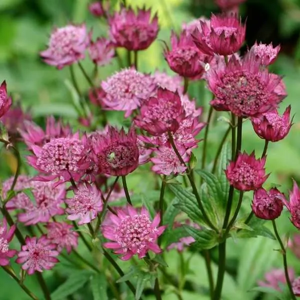 Astrantia