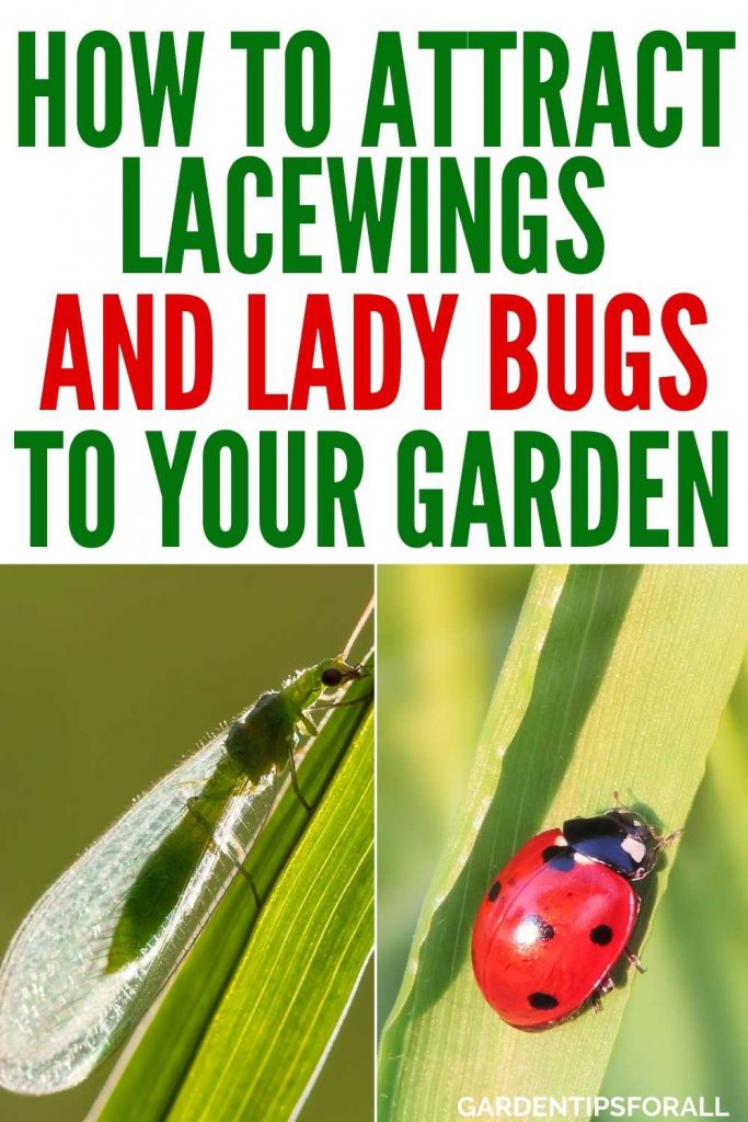 Lacewing and ladybug on green plants with text that says, "How to attract lacewings and ladybugs to your garden".