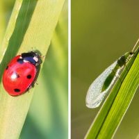 Ladybug and lacewing on plants - Featured image for 
