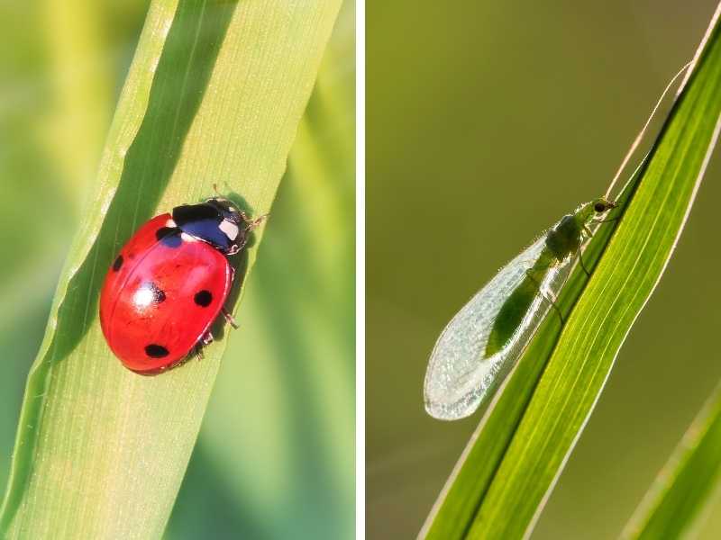 Ladybug and lacewing on plants - Featured image for "How to attract ladybugs and lacewings to your garden" post.