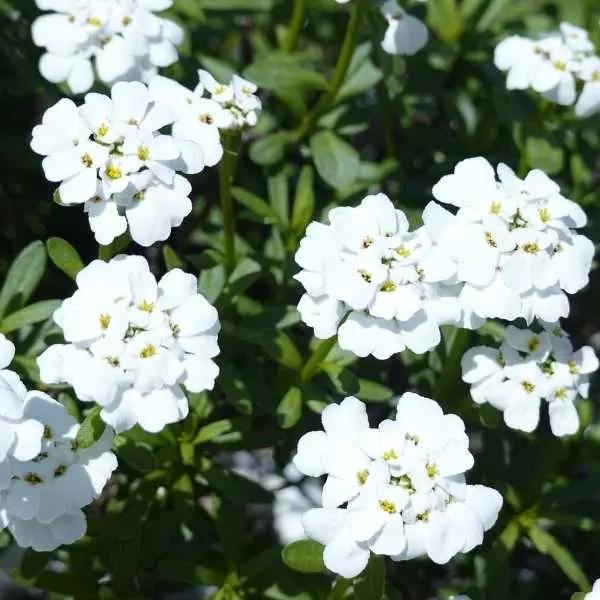 Candytuft