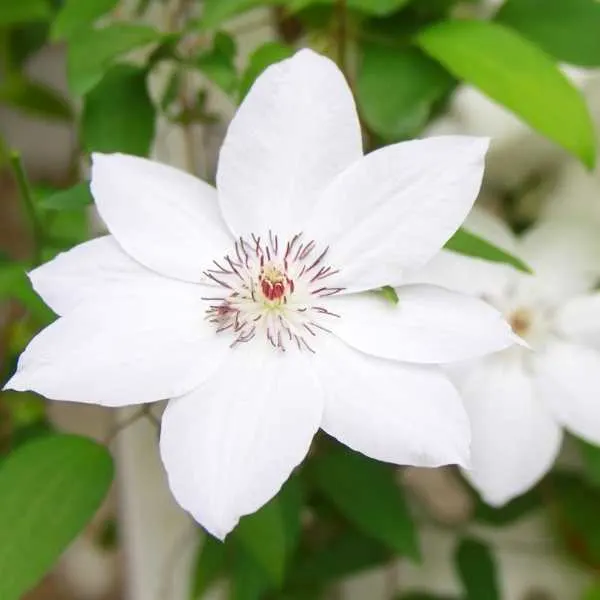 Clematis