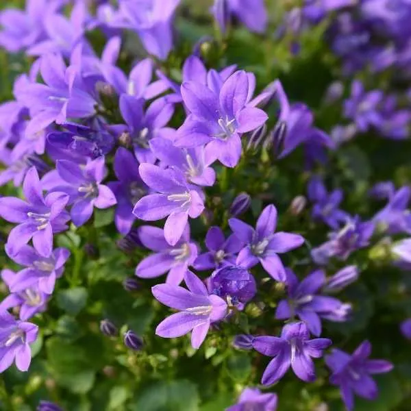 Dalmatian Bellflower