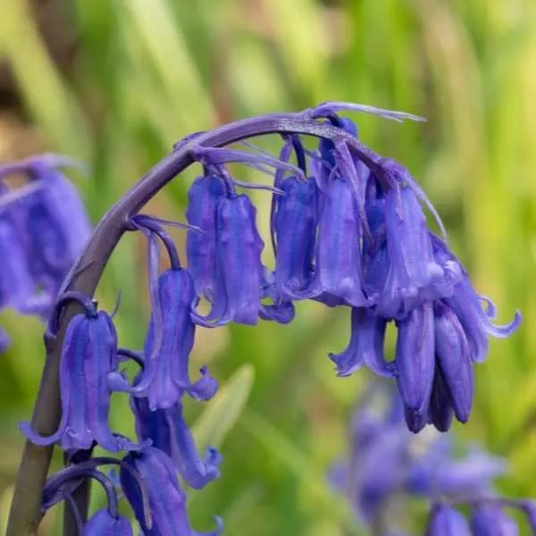 English Bluebells