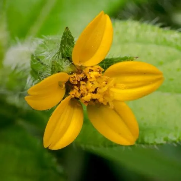 Golden Knee Flower (Chrysogonum Virginianum)
