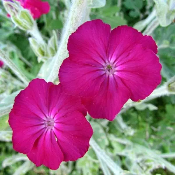 Lychnis Coronaria (Rose Campion)