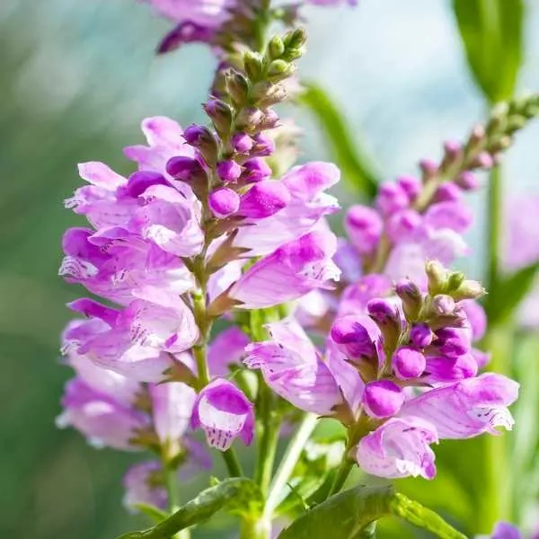 Obedient Plant