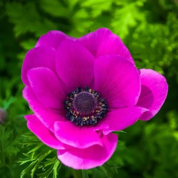 Pink Anemone