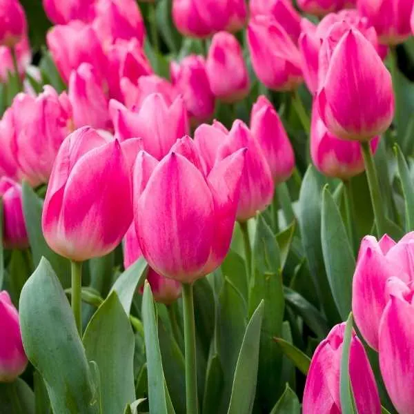 Pink Tulips