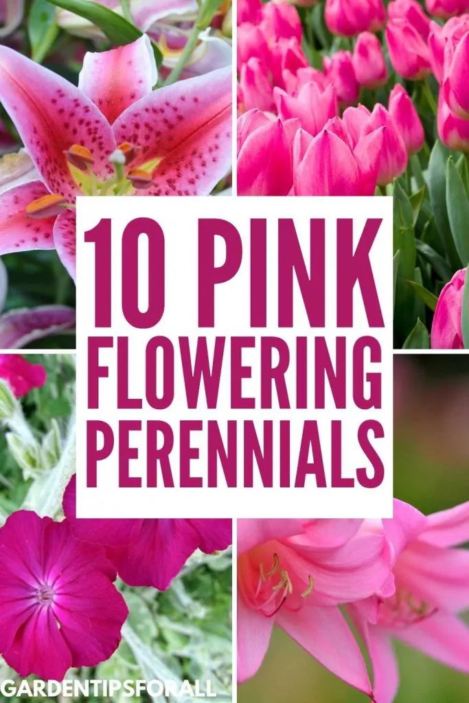Different varieties of pink flowering perennials.