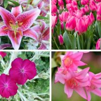 Different types of pink perennial flowers.