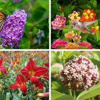 Butterfly bush and other plants that attract butterflies and hummingbirds.