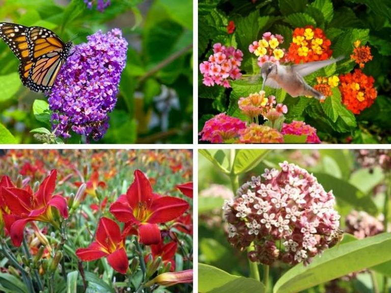 11 Plants that Attract Butterflies and Hummingbirds