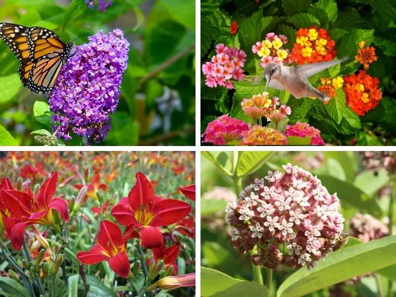 Butterfly bush and other plants that attract butterflies and hummingbirds.